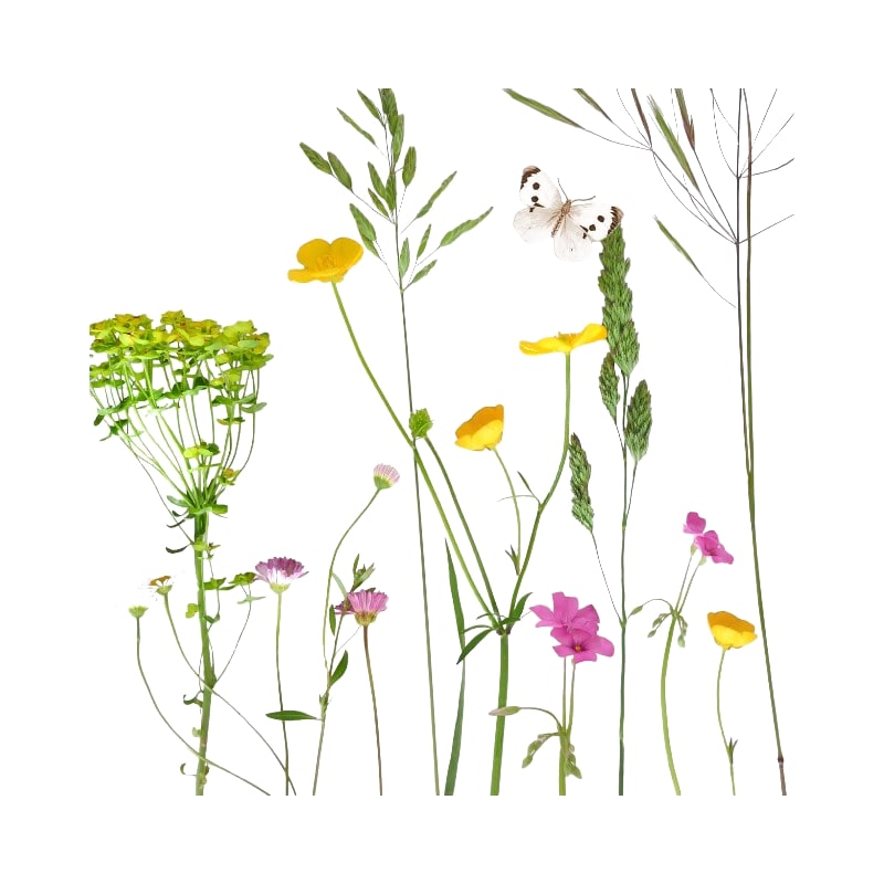 Wimmel Servietten 33x33 cm A La Carte Wildkräuter