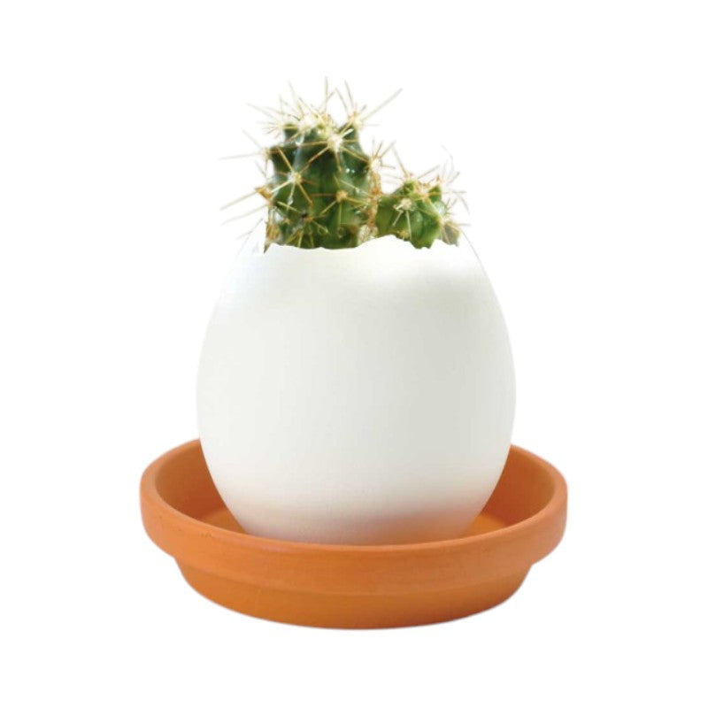 Notedco Kaktus im Ei