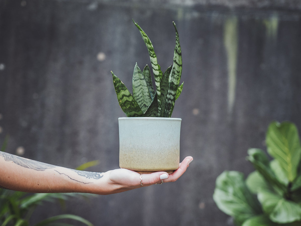 soñho Menta Blumentopf Ø13 cm grünbraun