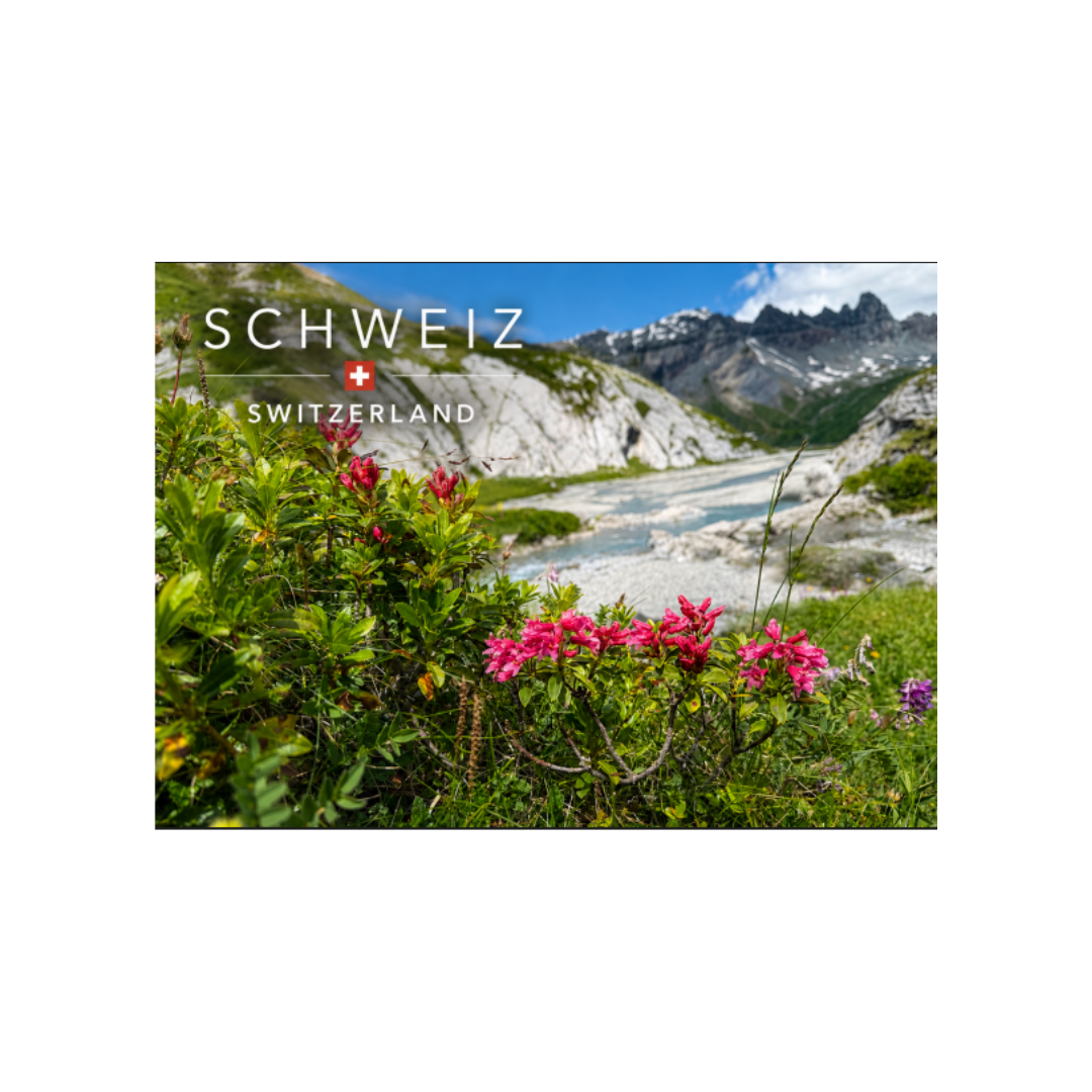 feinedinge Postkarte Sardona, Alpenrosen